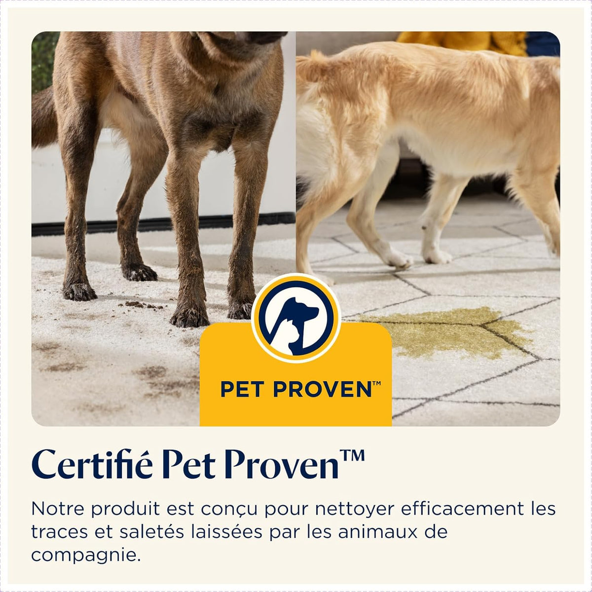 BISSELL PowerWash Compact Pet, Shampouineuse pour Taches et Odeurs d’Animaux, Nettoyeur Canapé Tissu Multisurfaces, Nettoyeur de Tapis, Moquette et Tapisserie, 600W, Portable, Filaire, 4058N